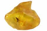 Detailed Fossil Caddisfly (Trichopterae) In Baltic Amber #90842-1